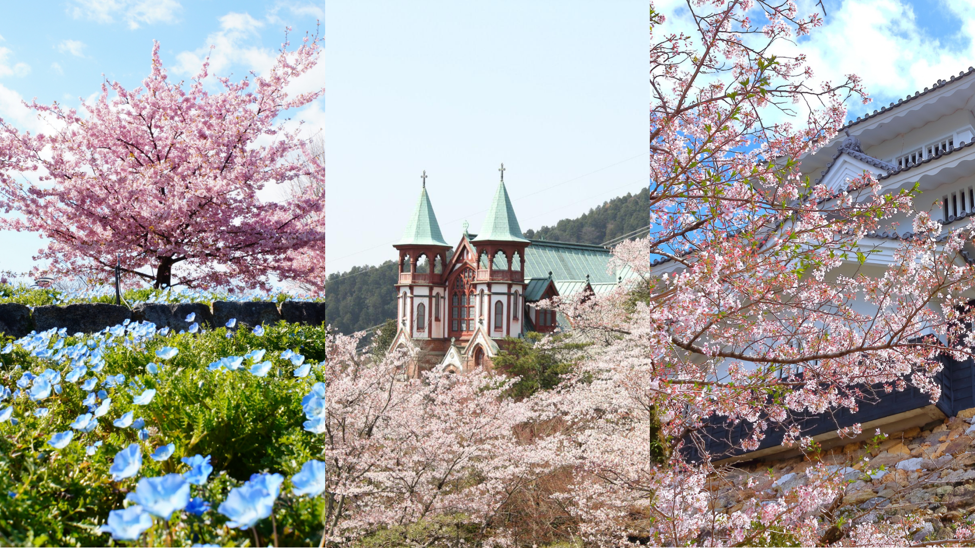 【穴場】愛知県のお花見スポットおすすめ5選